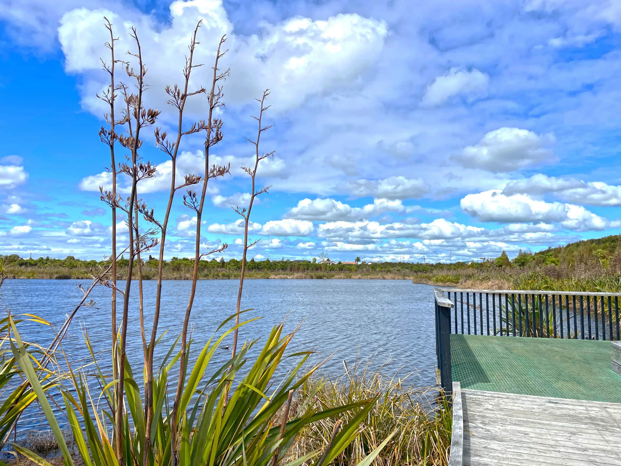 Harakeke in flower and a timber boardwalk beside the restored wetland at the Rotokauri Greenway, Hamilton