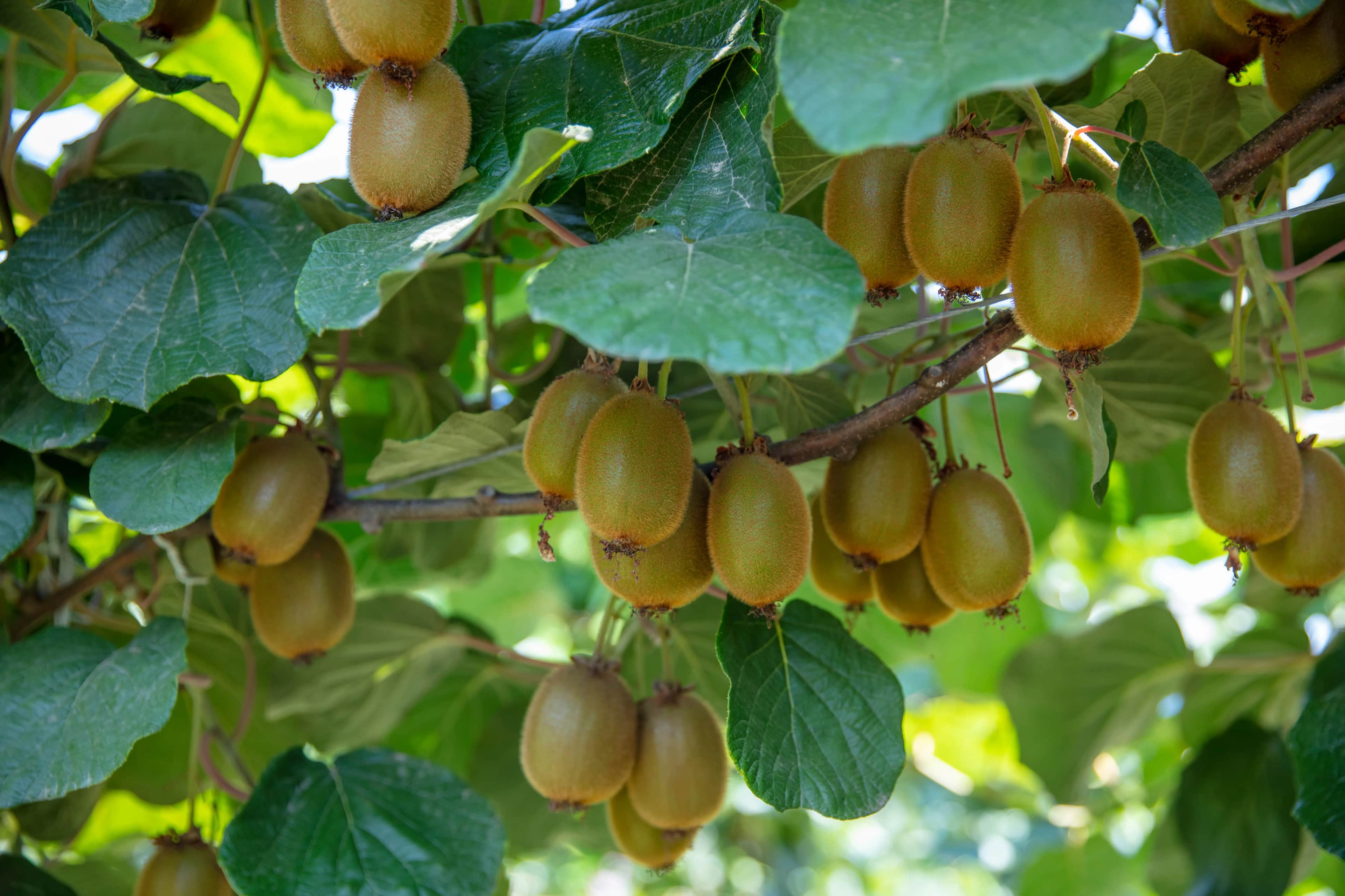 Water Permits for Kiwifruit Orchards