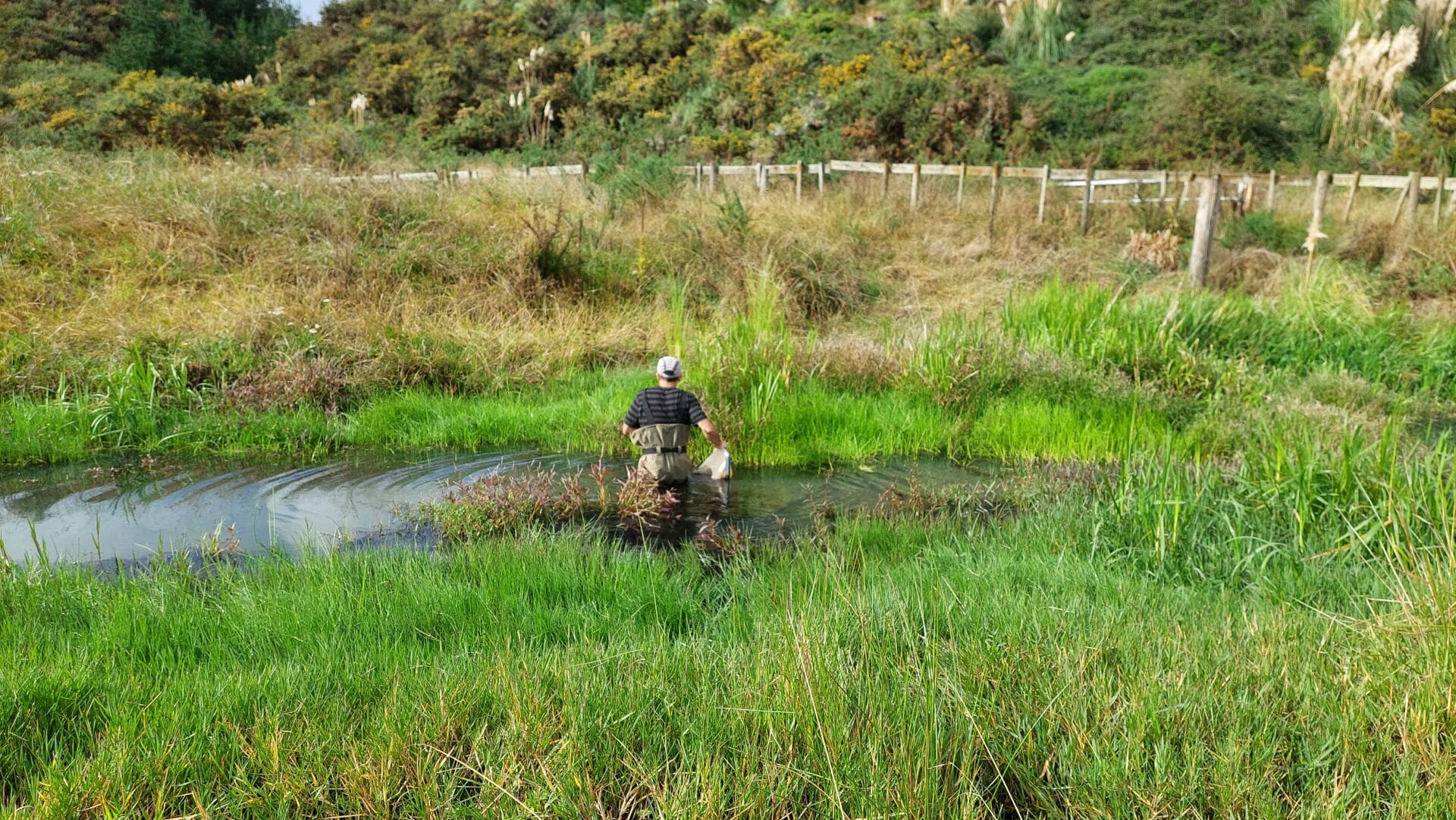 a person sampling in water with net